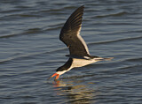 Image. Black Skimmer