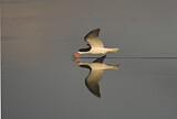Image. Black Skimmer