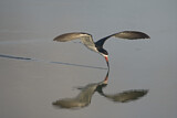 Image. Black Skimmer
