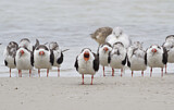 Image. Black Skimmer