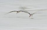 Image. Black Skimmer