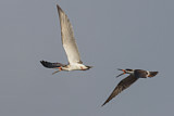 Image. Black Skimmer
