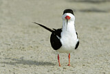 Image. Black Skimmer
