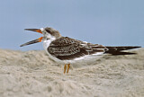Image. Black Skimmer