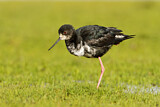 Image. Black Stilt