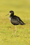 Image. Black Stilt