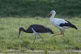 Image. Black Stork & White Stork