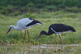 Image. Black Stork & White Stork