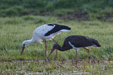 Image. Black Stork & White Stork