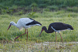 Image. Black Stork & White Stork
