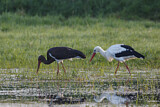 Image. Black Stork & White Stork