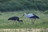 Image. Black Stork & White Stork