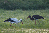 Image. Black Stork & White Stork