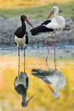 Image. Black Stork & White Stork