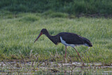 Image. Black Stork