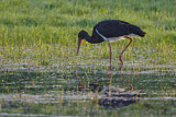 Image. Black Stork