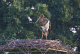 Image. Black Stork