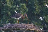 Image. Black Stork