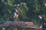 Image. Black Stork