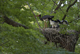 Image. Black Stork