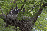Image. Black Stork