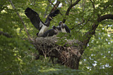 Image. Black Stork