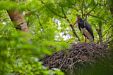 Image. Black Stork