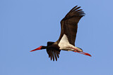 Image. Black Stork