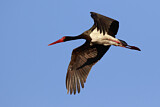 Image. Black Stork