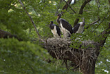 Image. Black Stork