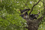 Image. Black Stork