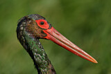 Image. Black Stork