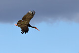 Image. Black Stork
