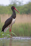 Image. Black Stork