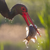 Image. Black Stork