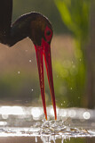 Image. Black Stork