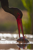 Image. Black Stork