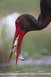 Image. Black Stork