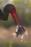 Image. Black Stork