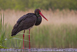 Image. Black Stork