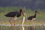 Image. Black Stork