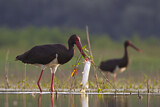 Image. Black Stork