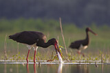 Image. Black Stork