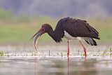 Image. Black Stork