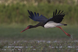 Image. Black Stork