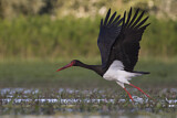 Image. Black Stork