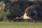 Image. Black Stork