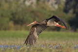 Image. Black Stork