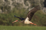 Image. Black Stork