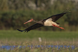 Image. Black Stork